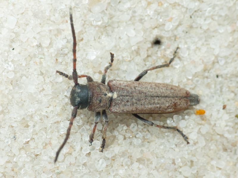 Phytoecia (Cardoria) scutellata (Fabricius, 1793)